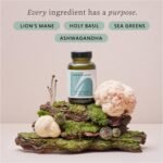 Calm & Collected – 60 Capsules – Ashwagandha Capsules with Lion’s Mane & Holy Basil – Natural Stress & Anxiety Support – Calming Blend for Relaxation & Inner Balance - Image 4