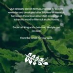 Taiga Spirit, Party Recovery and Natural Liver Detox- Unique Scientific Formula (Lignin, Vitamin B1 and Glycine) - Sustainable Ingredients - Vegan Food Supplement - 8 Tablets - Image 5