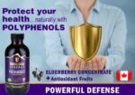 Immunia Synergy. Elderberry Supplement for Immune System Support - Powerful Natural Antioxidant. POLYPHENOLS Concentrate. Elderberries from Canada (1-Pack) - Image 4