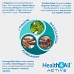 Health4All Load Off Adaptogen Complex 120 Capsules 2 Months Supply, Ashwagandha, Rhodiola Rosea & L-Theanine, Anxiety and Stress Support Supplement, Vegan Capsules (not Tablets) | Made in UK - Image 4