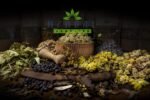 Bearberry Tea Loose Leaf Uva Ursi Dried Herb 50g - Urinary Infection Kidney Detox Cleanse - Herbal Remedies by J. - Macznica lekarska - Image 5