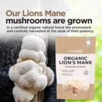 Organic Lions Mane Mushroom Powder, Brain Support & Focus High Strength Full-Spectrum Supplement for Mental Performance - 100g by Inner Vitality - Image 4