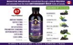 Immunia Synergy. Elderberry Supplement for Immune System Support - Powerful Natural Antioxidant. POLYPHENOLS Concentrate. Elderberries from Canada (1-Pack) - Image 2