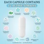 300 Billion CFU Probiotics for Digestive Gut & Immune Health, Advanced Strength Probiotics with 12 Diverse Strains + 3 Prebiotics for Women & Men (60 Count (Pack of 1)) - Image 3