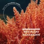 Wild-Algae Astaxanthin 160mg - High Strength Providing 8mg Astaxanthin Antioxidant - 90 Softgels - Resealable and Recyclable Pouch by Alpha01 - Image 4