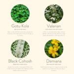 KLORIS Menopause Patches - Natural Support for Hot Flashes, Sleep, Night Sweats, Cramps & Mood - with Gotu Kola & More - Image 5