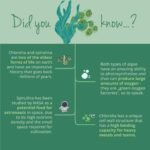 Vegavero Organic Spirulina and Chlorella Capsules High Strength | 2000 mg Per Serving | 240 Capsules | NO Additives | Pure Powder | Vegan - Image 4