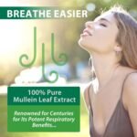 2 Pack Mullein Drops for Lungs, Mullein Leaf Extract with Chlorophyll, Mullein Leaf Extract Supplement, for Lung Cleanse and Respiratory Support - Image 5