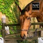NAF Echinacea Plus 1L – Liquid Immune Support for Horses – With Echinacea & Herbal Extracts – Promotes Natural Immunity & Recovery – Ideal for Daily Use - Image 4