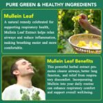 Mullein Gummies, Mullein Leaf Extract for Lungs, Mullein Leaf Gummies 2000mg, Lung and Respiratory System Support, Immune Booster 60 Count - Image 4
