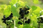 Lowhill Valley Blackcurrant Leaf Herbal Tea - Cut and Dried Ribes Nigrum Leaves for Immune Support, Digestion Aid, and Overall Wellness - Rich in Vitamins and Antioxidants - 100% Natural - 50g - Image 4
