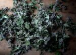 Health Embassy Motherwort Herb (Leonurus cardiaca) (100g) - Image 4