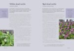 The Forager's Almanac: A year of sustainable foraging, wildcraft and recipes - Image 5