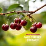 Montmorency Cherry 15,000mg – Standardised 5% Anthocyanins Tart Cherry Extract - 90 Vegan Capsules - Antioxidant Rich Supplement - by Alpha01 - Image 5