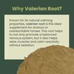 Valerian Root Powder 1kg Bag | 100% Natural Feed Supplement for Horses & Ponies, Equine Care - Image 3