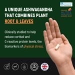 Ashwagandha Sensoril Capsules from Root & Leaf Powder | KSM-66 Alternative | 120 Capsules Made in UK by miNATURALS - Image 4