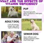 15 in 1 Dog Multivitamin Drops for Dogs,Dog Vitamins & Supplements Natural Dog Multivitamins and Minerals - Glucosamine, MSM for Dogs, Hip & Joint, Immune System, Skin & Coat, Gut Health - Image 4