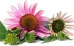 Echinacea Purpurea Herb Cut from Mimea 5kg - Image 4