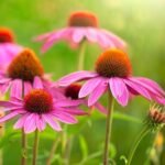 Echinacea Purpurea Herb Cut from Mimea 5kg - Image 5