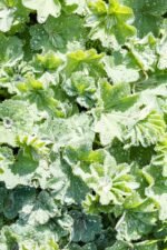 Health Embassy Lady's Mantle Herb (Alchemilla vulgaris L) (50g) - Image 7