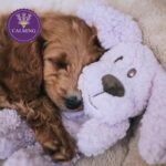 Calm Fleece Laying Dog Toy 33cm – Scented Calming Plush with Therapeutic Essential Oils, Soft Soothing Toy with Squeaker, Stress and Anxiety Relief for Dogs - Image 4
