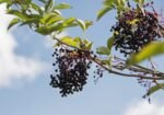 Health Embassy Elderberry Dried Fruit | Sambucus L | 50g - Image 10