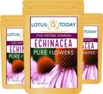 Echinacea, Pure Echinacea flower Herbal Tea 21 Tea bags - Image 3