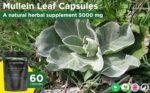 Mullein Leaf Extract for Lungs | High Strength 5000mg Mullein 10:1 Extract, Lung Support & Respiratory Health | Detoxification Aid & Cleansing Support Supplement - 60 Capsules - Image 5