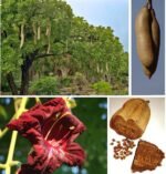 Kigelia Africana/Djanta/Kigeria Pinnata/African Sausage Powder/Mvee. 200G - Image 4