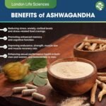 KSM-66 Ashwagandha 2000mg Organic and with Shilajit Root Extract Vegan Higher Bioavailability, Non-GMO (90-Day Supply, 2000mg) - Image 5