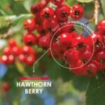 Organic Hawthorn Berry 1000mg – High Strength Hawthorn Supplement – 90 Vegan Capsules – Resealable and Recyclable Pouch by Alpha01 - Image 5
