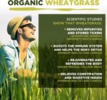 Wheatgrass Capsules | Organic | 1500mg per Serving | 180 Capsules | High Chlorophyll Content | MySuperfoods - Image 5