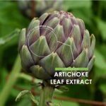 Organic Artichoke Extract 7500mg - High Strength Cynara Scolymus Supplement - 90 Vegan Capsules (3 Months Supply) - Resealable and Recyclable Pouch - by Alpha01 - Image 5