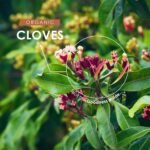 Organic Clove Capsules 500mg - High Strength Clove Supplement - 90 Vegan Capsules (3 Months Supply) - Resealable and Recyclable Pouch by Alpha01 - Image 4