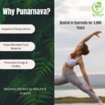 Punarnava Capsules (Boerhaavia Diffusa) 500mg – 60 Veg Capsules | Herbal Wellness Supplement for Natural Kidney & Liver Support | Plant-Based Detox & Cleansing Formula | Pack of 4 - Image 5