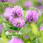 Organic Red Clover Extract 5250mg - for Use During The Menopause - 120 Vegan Capsules – Resealable and Recyclable Pouch by Alpha01 - Image 5