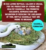 Multi Vitamin with D3 100g | Tortoise, Bearded Dragon, Calcium, D3 - Image 6