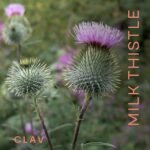 Organic Milk Thistle & Artichoke Extract Complex - Rich in Silymarin & Bitters - 120 Capsules = 60 Days Supply - Vegan - Non-GMO - Made in Germany - Image 3