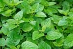 Symbeeosis Greek Organic Lemon Balm Infusion - Anti-Stress Aid, Mood Enhancer, Restful Sleep Promoter, Organic Herbal Beverage with Fresh Citrus Fragrance, Naturally Caffeine-Free - Image 9