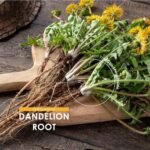 Organic Dandelion Root 1400mg – 120 Vegan Capsules – High Strength Taraxacum Officinale (2 Months Supply) – Resealable and Recyclable Pouch by Alpha01 - Image 4
