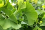Health Embassy Ginkgo Biloba Leaf (Ginkgo biloba L) (50g) - Image 9