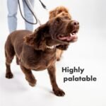 Multifit Mini Bones for Dogs (120 Pack) - Plasma Superfood Dog Supplements - Vet Endorsed Daily Dog Vitamins Biscuit for Immunity, Gut & Calm Behaviour - Collagen for Skin, Coat & Joints - Image 7