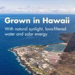 Nutrex Hawaii, Pure Hawaiian Spirulina, 1,000 mg, 180 Vegan Tablets, Gluten-Free, SOYA-Free, Vegetarian - Image 5