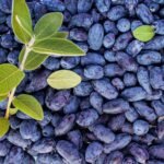 Haskapa | Organic Superberry Powder | Made with 100% Natural Vegan Whole Haskap Berries | High in Vitamin C + Antioxidants | Gluten Free | Superfood Made from Freeze Dried Berries | (30 Day Supply) - Image 6