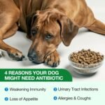Dog Antibiotics, Natural Antibiotics for Dogs, Dog Multivitamin Herbal Supplements, Support Allergy and Itch Relief, Bacon Flavor - 60ml / 2.02 fl oz - Image 5