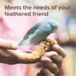 Beaphar - XtraVital Exotic Bird Food - Complete Food with Echinacea, & Eggfood - High Proportion of Eggfood for Plumage - Rich in Vitamins & Minerals for Optimum Health - 500g - Image 6
