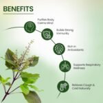 Herbal Magic's Pure and Natural Panch Tulsi Drops-Extract of Five Types of Holy Basil - Shyam,Shwet, Sursa,Nimbu &VanTulsi-Most Revered in Ayurveda-Liquid/Drops 30ml (Pack of 1) - Image 3