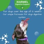 Doggy Dailies Probiotics for Dogs - Canine Supplements for Digestive and Immunity Support - Skin Health and Itch Support - Vitamin Treats - Veterinarian Formulated Probiotic - Image 4