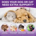 Melatonin for Dogs, Pet Melatonin 60ml, Dog Anxiety Relief, Liquid melatonin Supports Relaxation Dogs & Cat, Helps with Noise, Fireworks, Separation Anxiety & Travel - Image 5