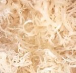 Organic Irish Sea Moss Capsules | 60 Vegan Capsules | GMO Free | Gordon Watkins Exclusive Botanical Blend (Spirulina) - Image 5